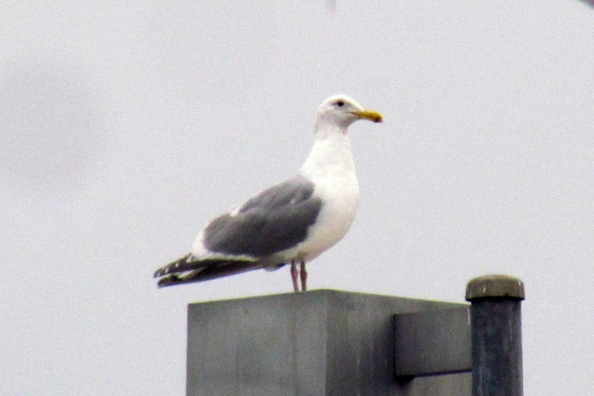 Goéland d'Audubon - ML126836251