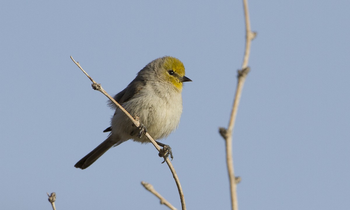 Verdin - ML126836301