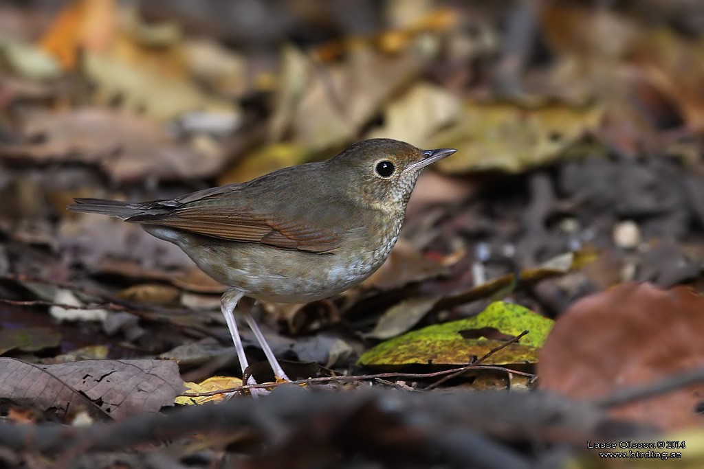 Siberian Blue Robin - Lasse Olsson