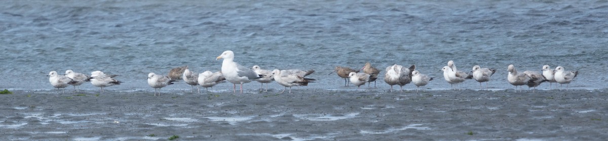 Short-billed Gull - Deb Ford