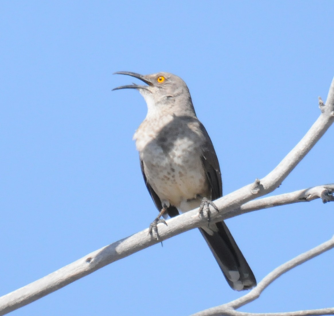 Curve-billed Thrasher (curvirostre Group) - ML126840361