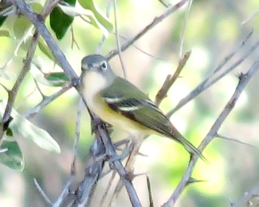 Mavi Başlı Vireo - ML126841141