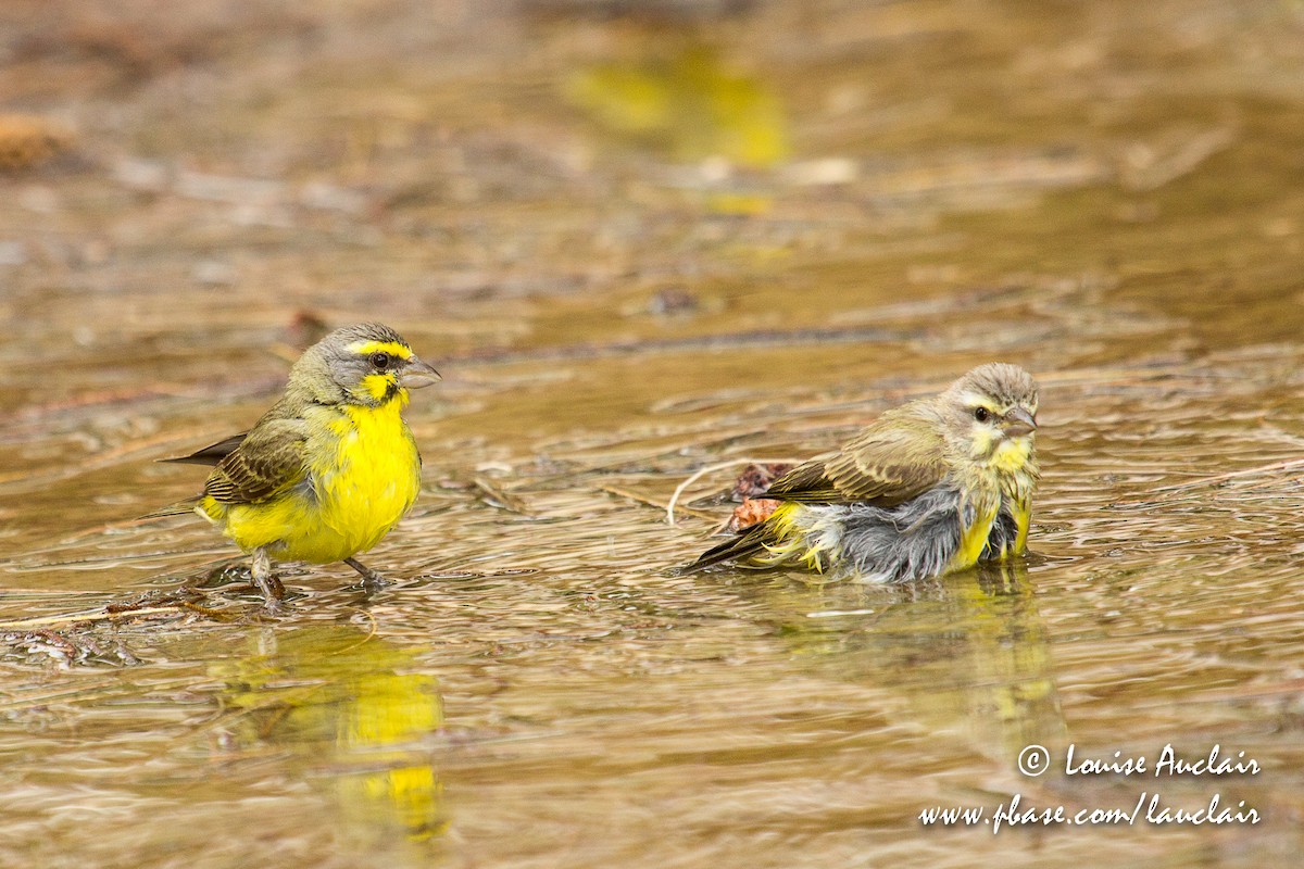 Yellow-fronted Canary - ML126841371