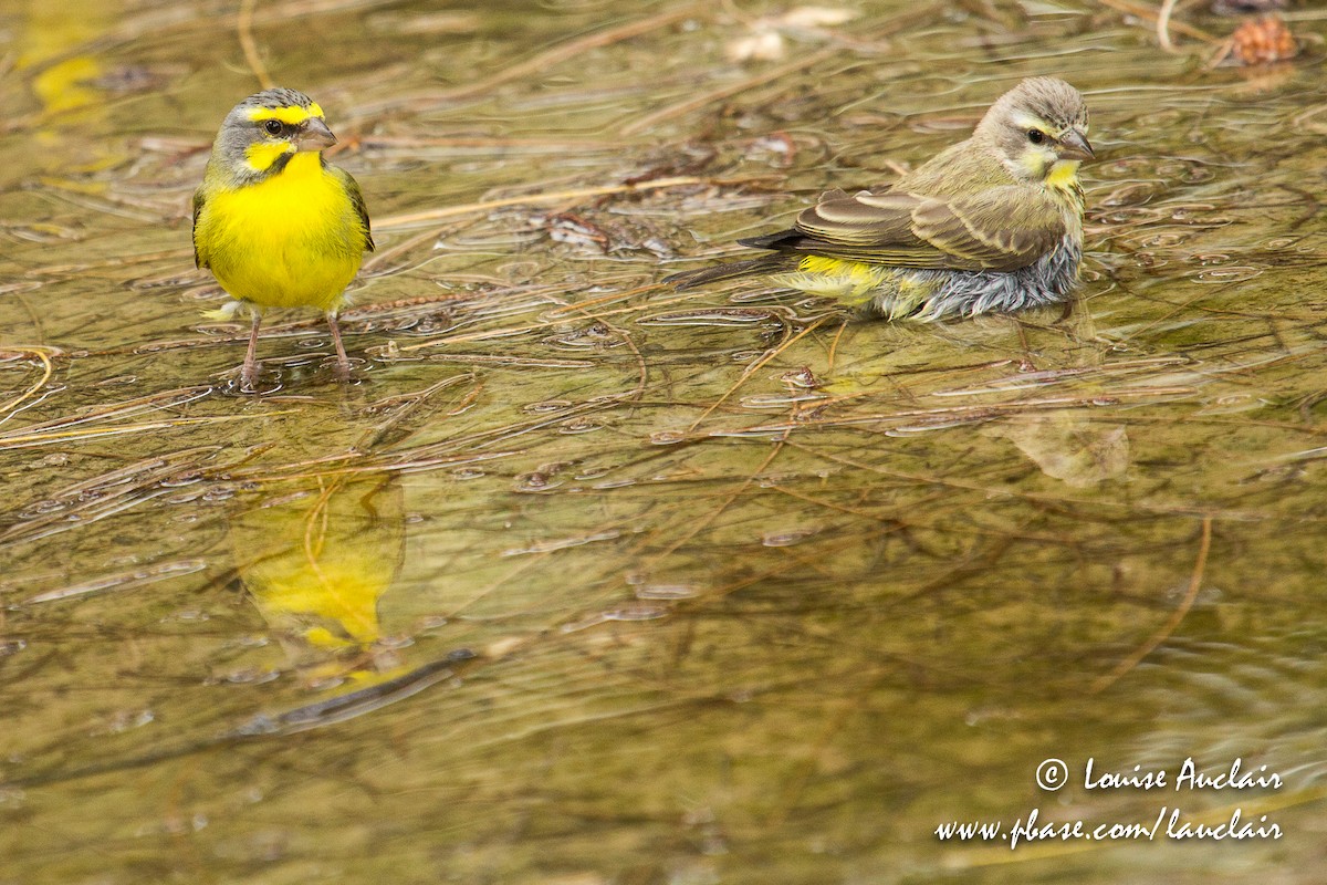 Yellow-fronted Canary - ML126841461