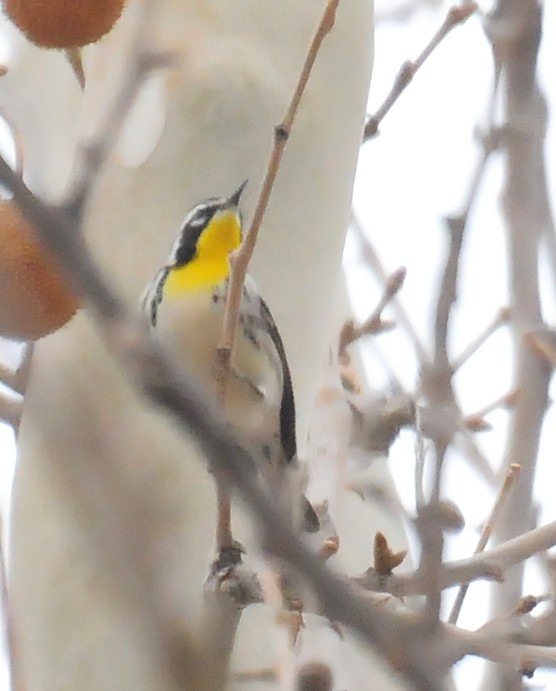 Yellow-throated Warbler (albilora) - ML126841591