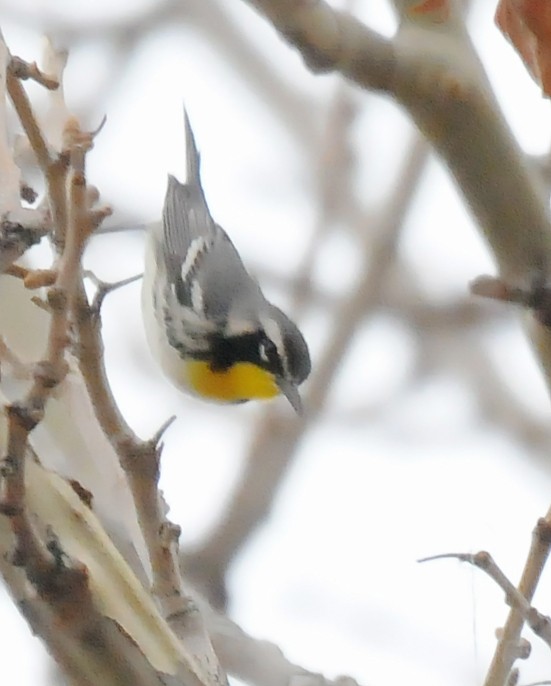 Yellow-throated Warbler (albilora) - ML126841601