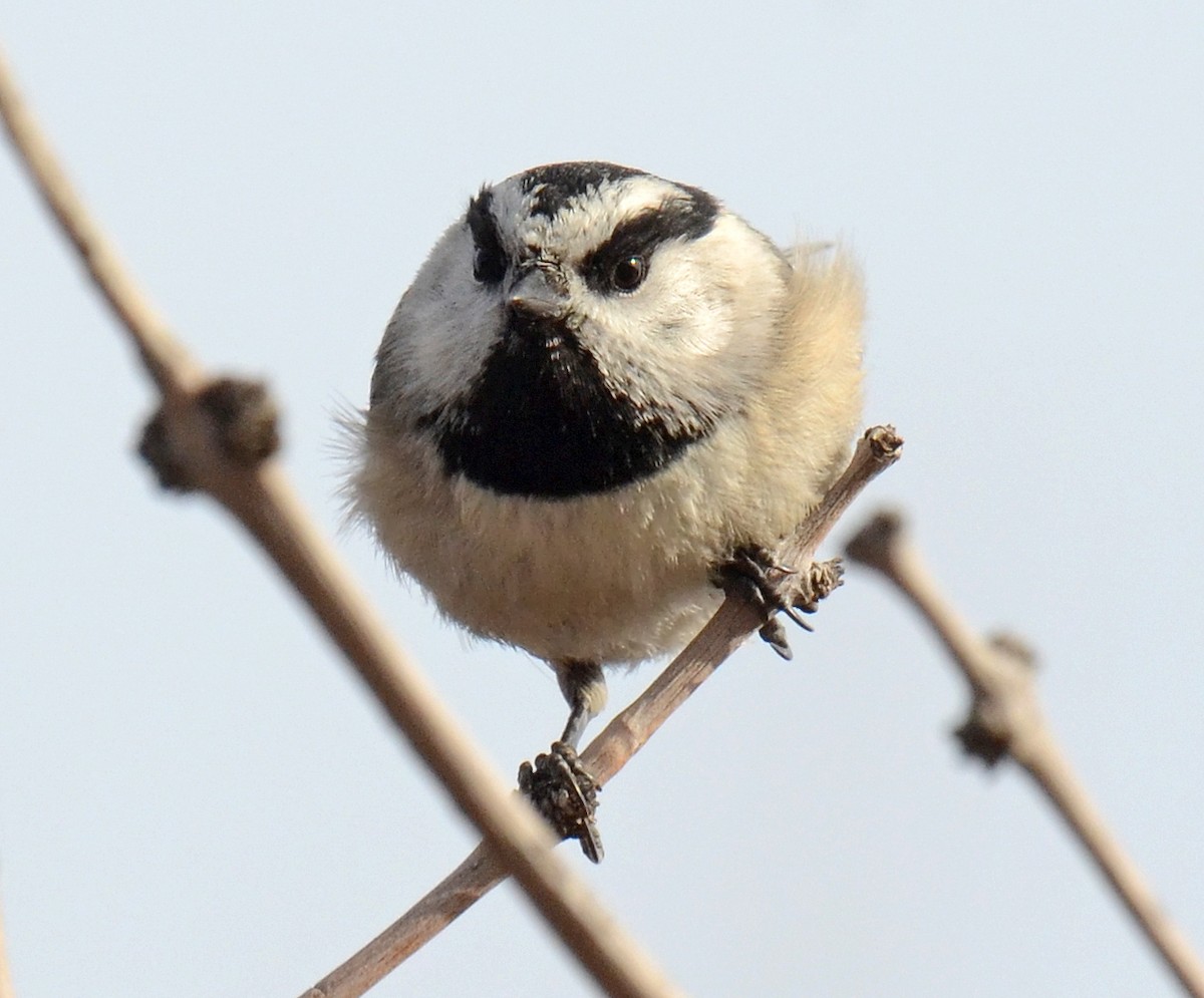 Mountain Chickadee - Steven Mlodinow