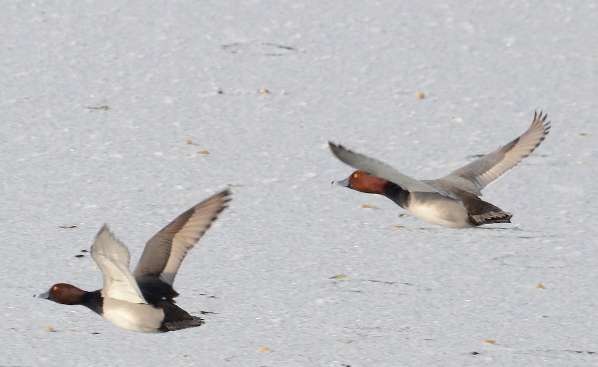 Redhead x Ring-necked Duck (hybrid) - Steven Mlodinow