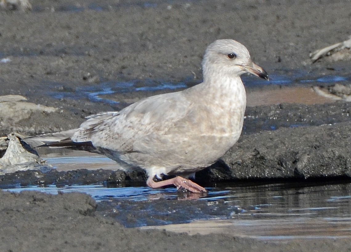 Iceland Gull (Thayer's) - ML126843581