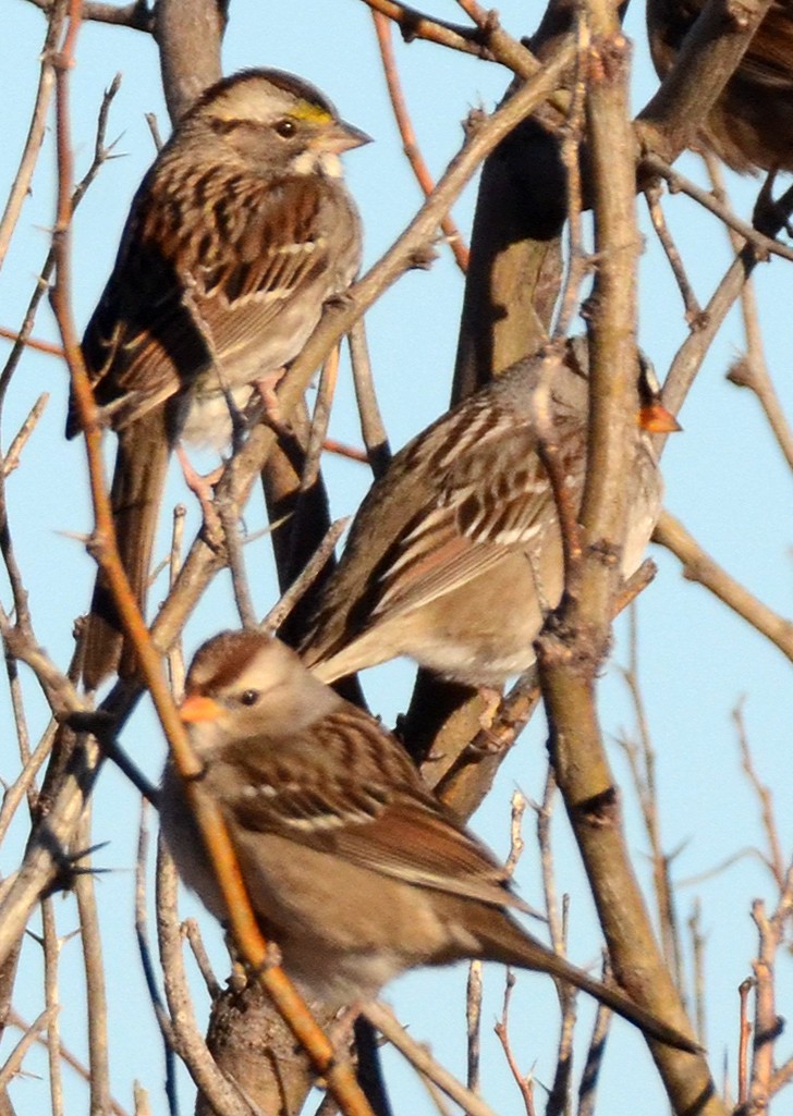 White-throated Sparrow - Steven Mlodinow