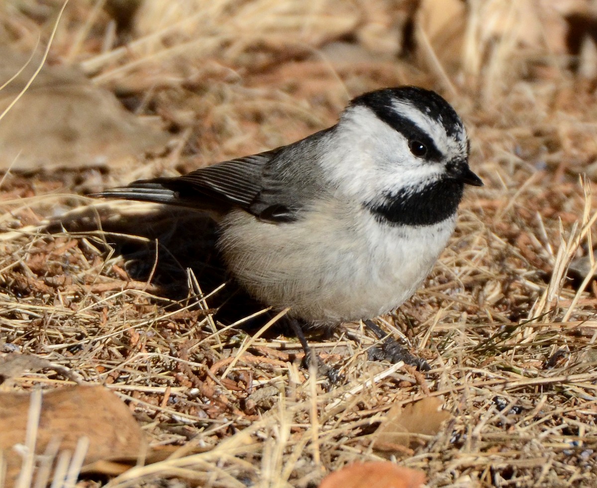 Mountain Chickadee - Steven Mlodinow