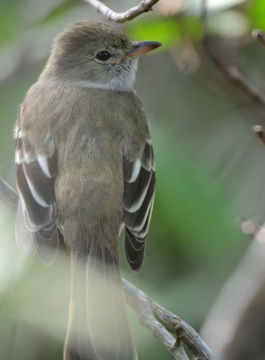 Caribbean Elaenia - Steven Mlodinow