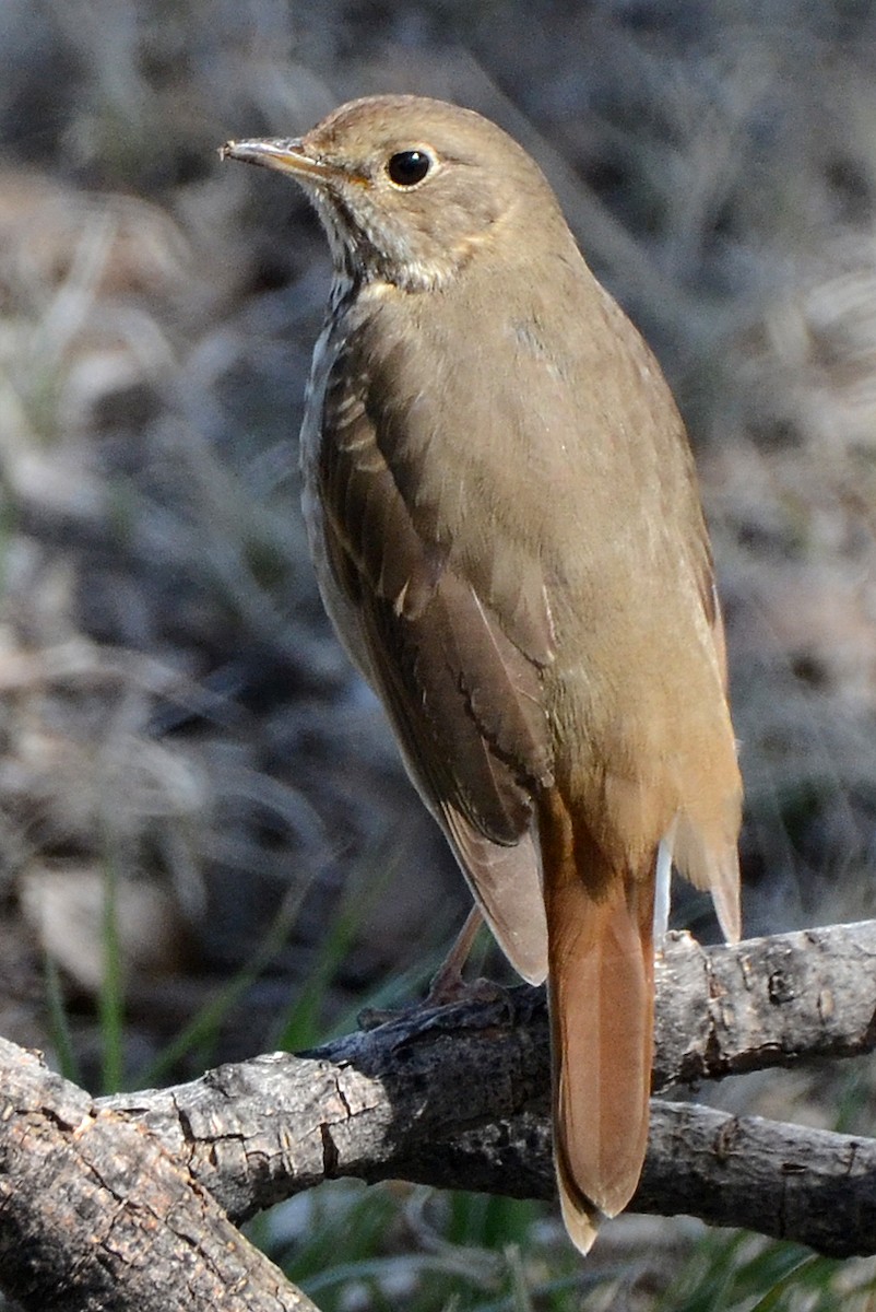 Hermit Thrush (guttatus Group) - Steven Mlodinow