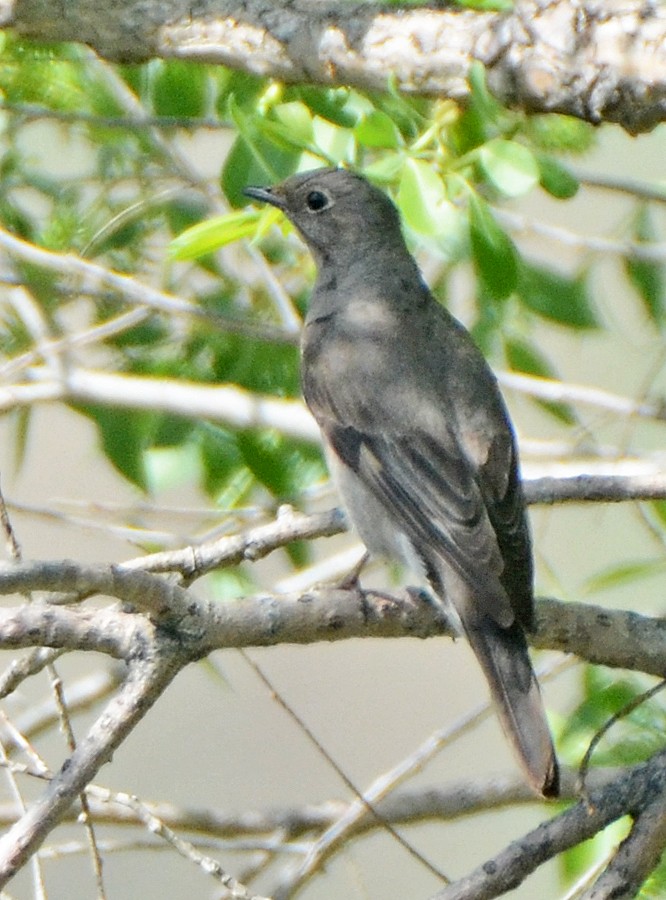 Townsend's Solitaire - Steven Mlodinow