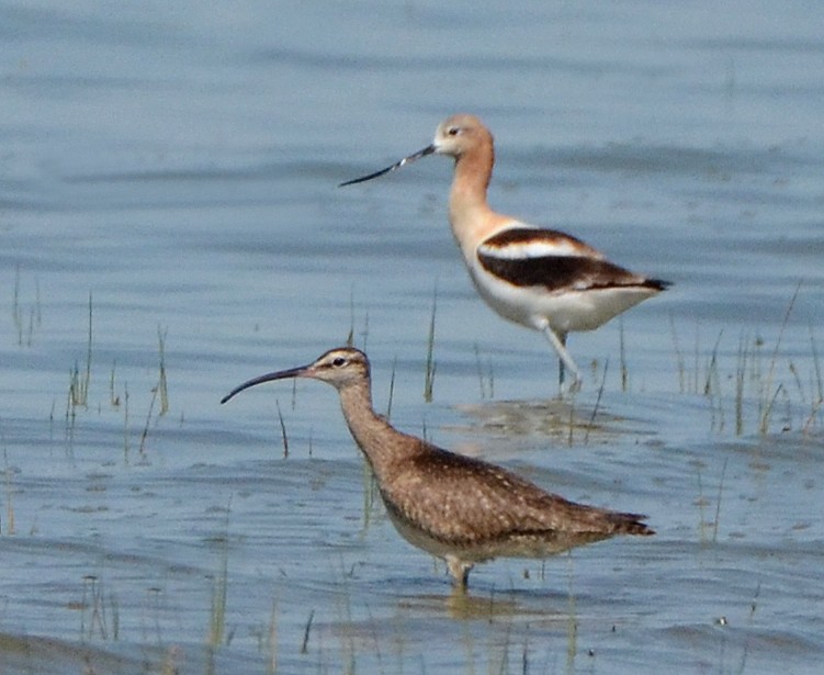 Whimbrel - Steven Mlodinow