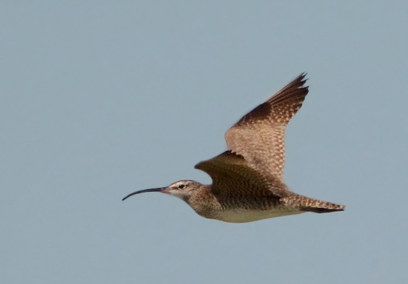 Regenbrachvogel - ML126846181