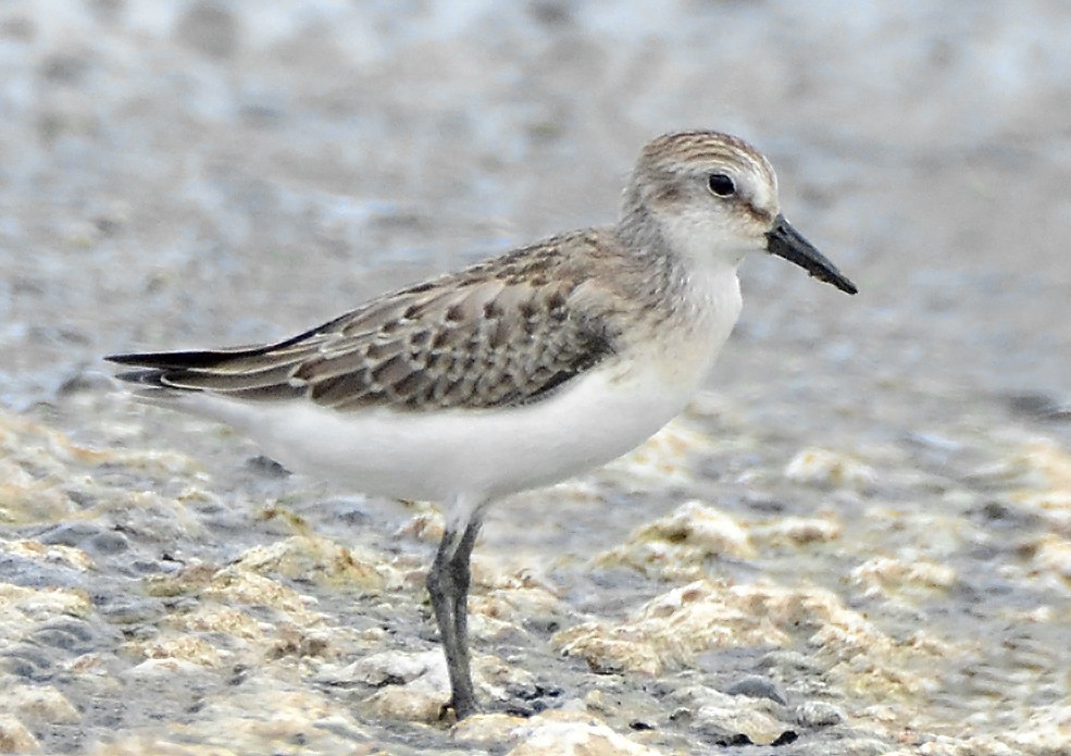 Semipalmated Sandpiper - ML126846601