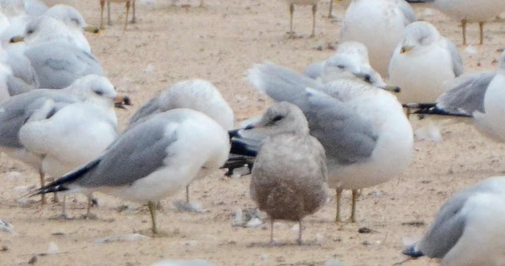 Short-billed Gull - ML126847121