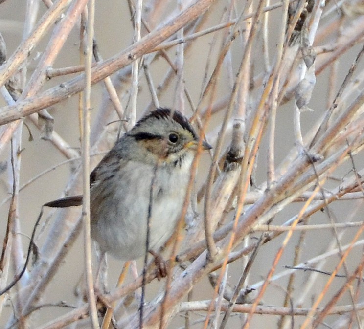 Swamp Sparrow - ML126847161