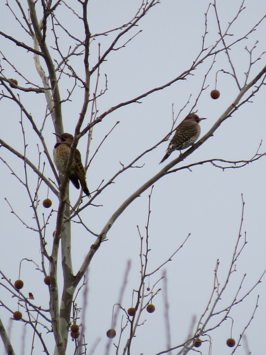 Northern Flicker (Yellow-shafted) - ML126847241