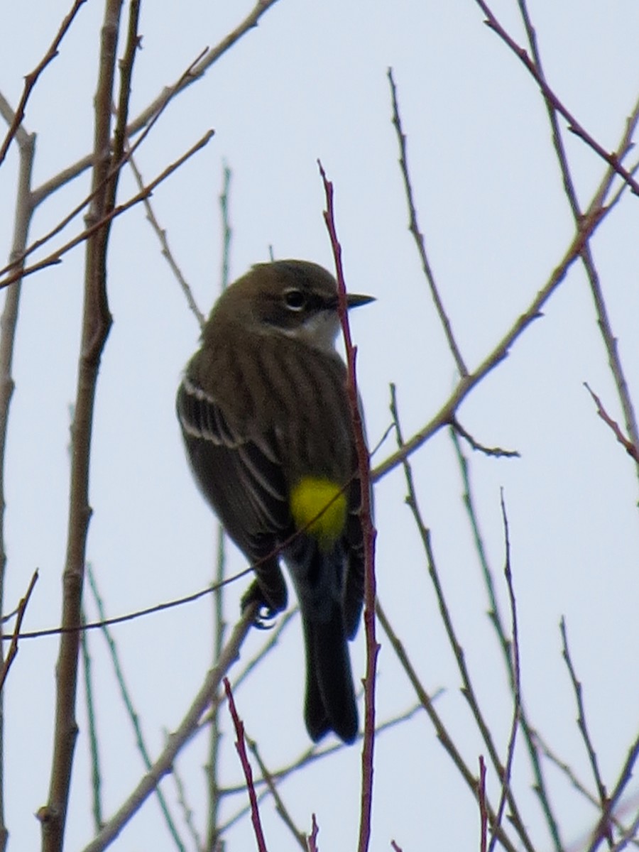 Пісняр-лісовик жовтогузий (підвид coronata) - ML126847541