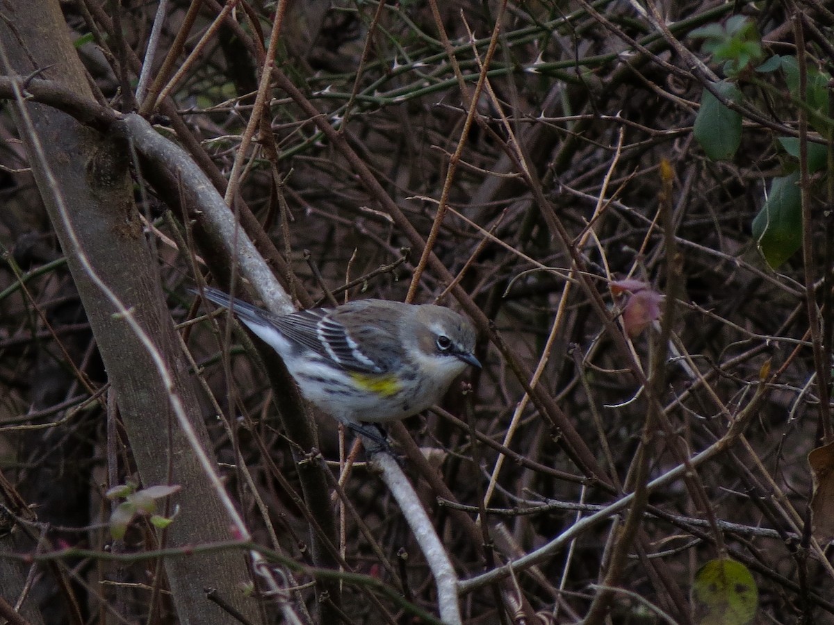 lesňáček žlutoskvrnný (ssp. coronata) - ML126847561