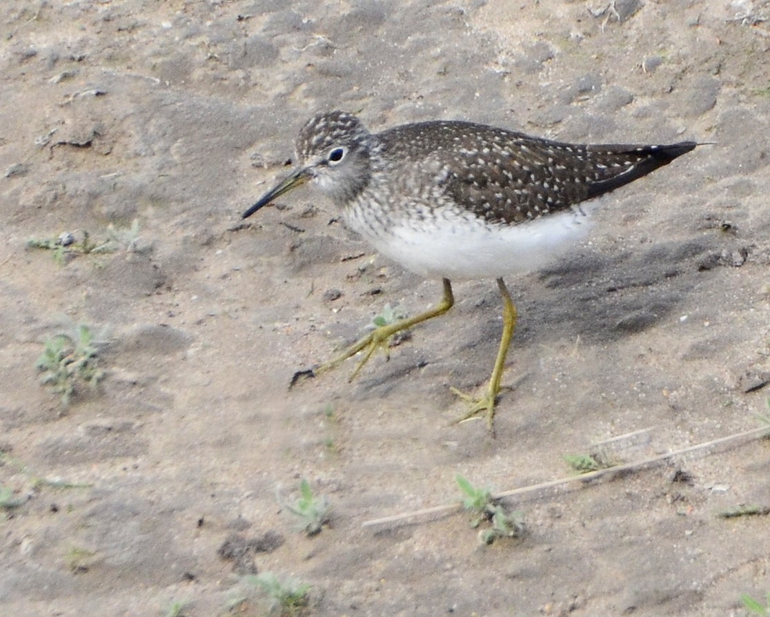 Solitary Sandpiper - ML126848201