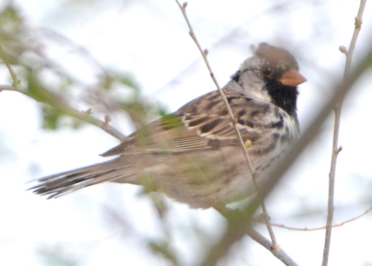 Harris's Sparrow - ML126848211