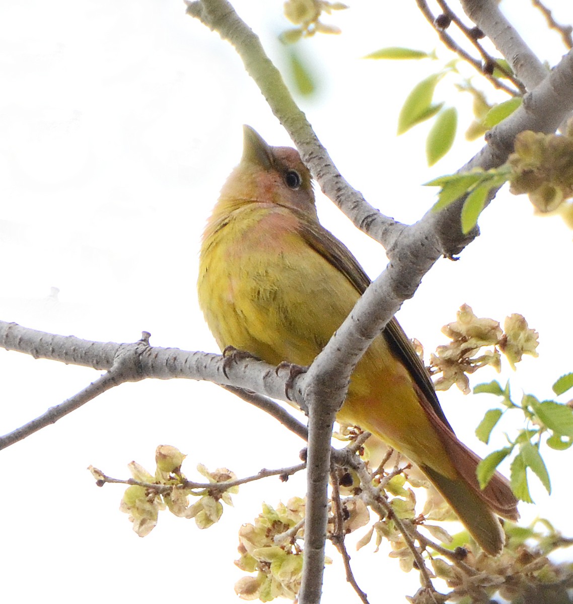 Summer Tanager - Steven Mlodinow