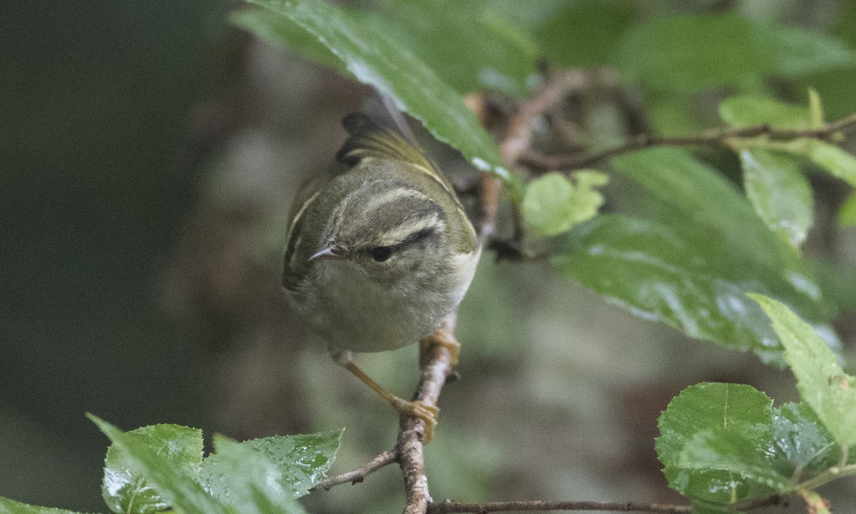 Chinese Leaf Warbler - ML126848841