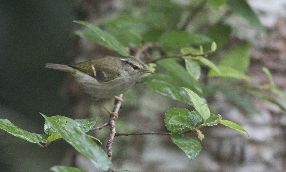 Chinese Leaf Warbler - ML126848861