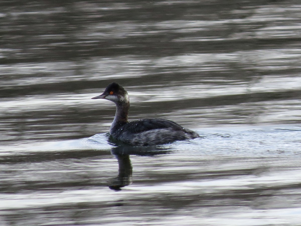 Eared Grebe - ML126848881