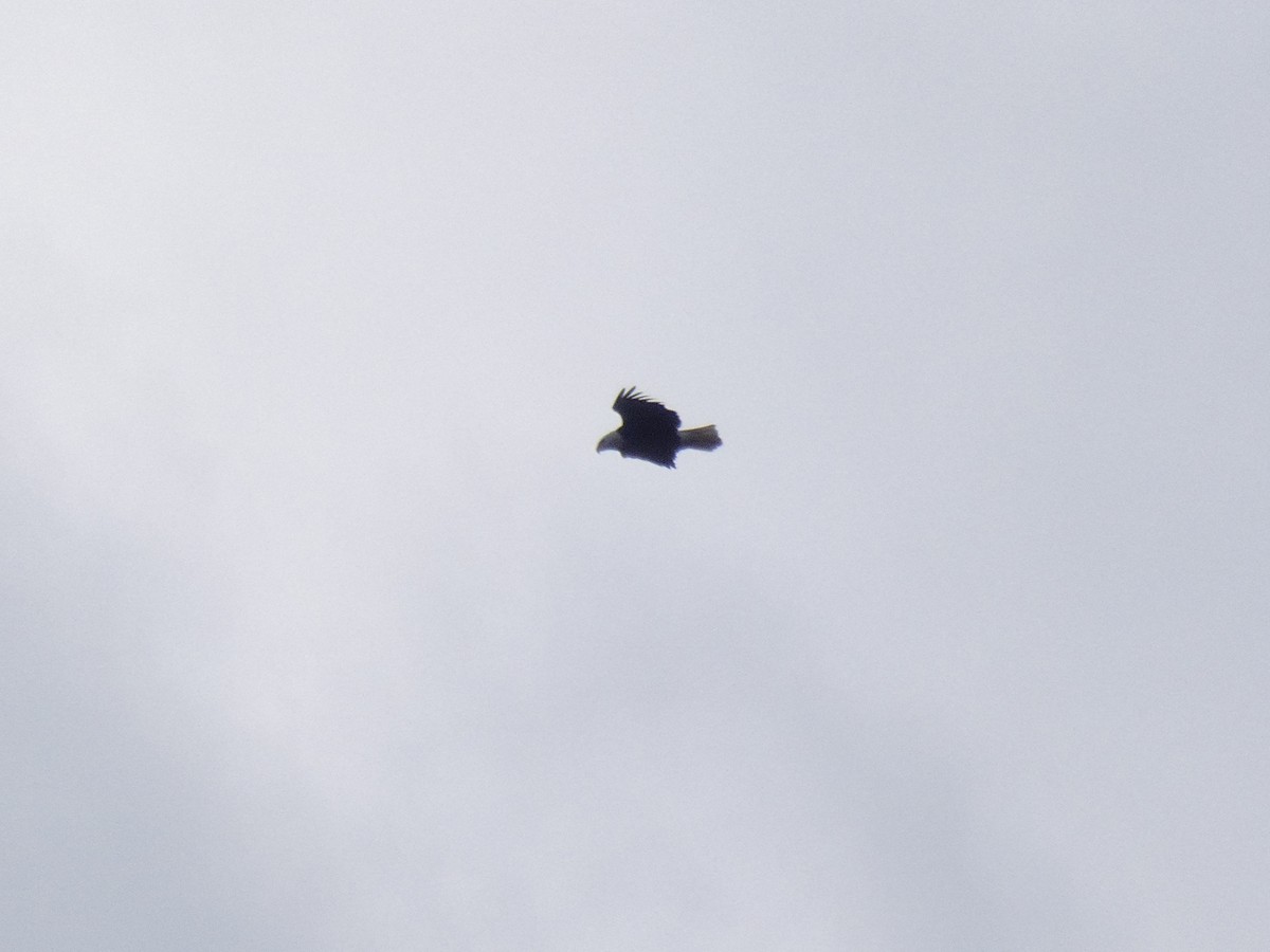 Bald Eagle - ML126849031
