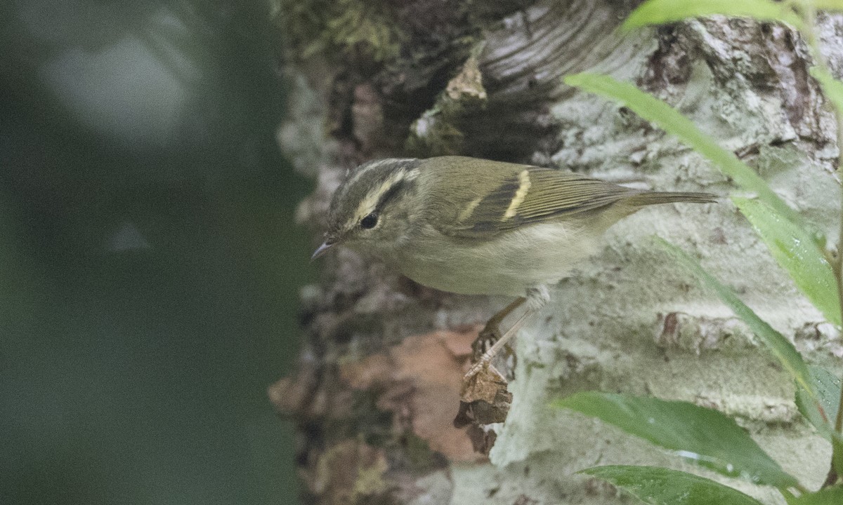 Chinese Leaf Warbler - Brian Sullivan