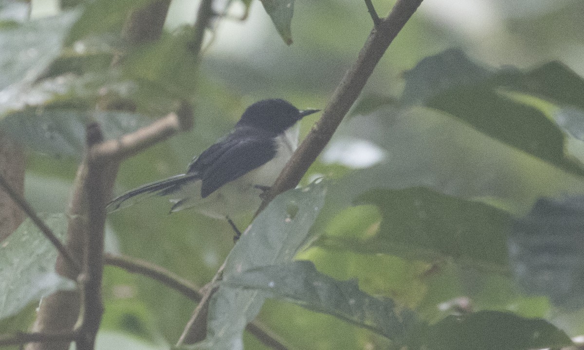 Black-backed Sibia - ML126849301