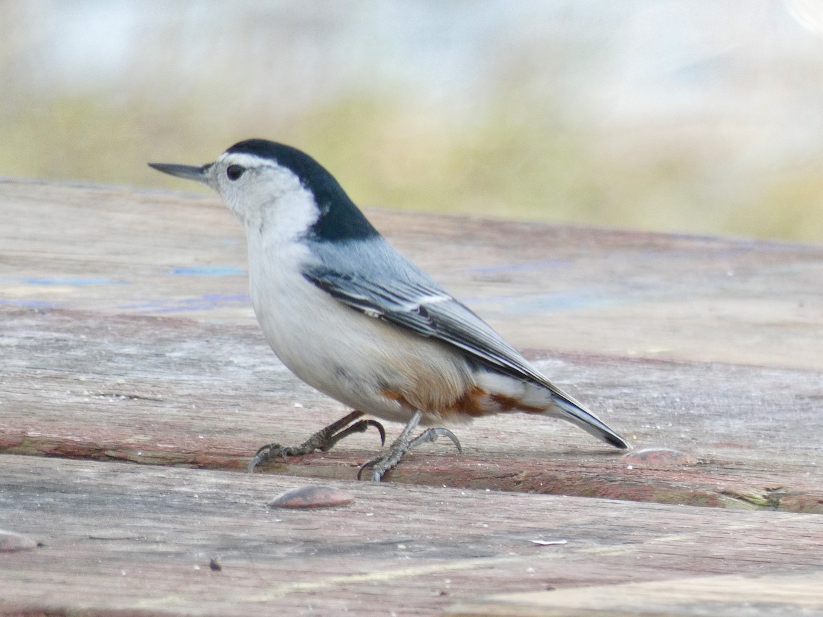 White-breasted Nuthatch - ML126849771