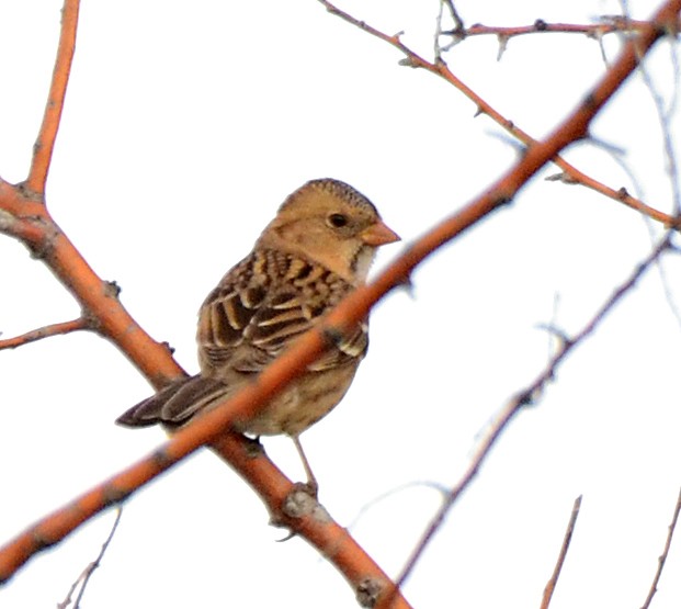 Harris's Sparrow - ML126849931