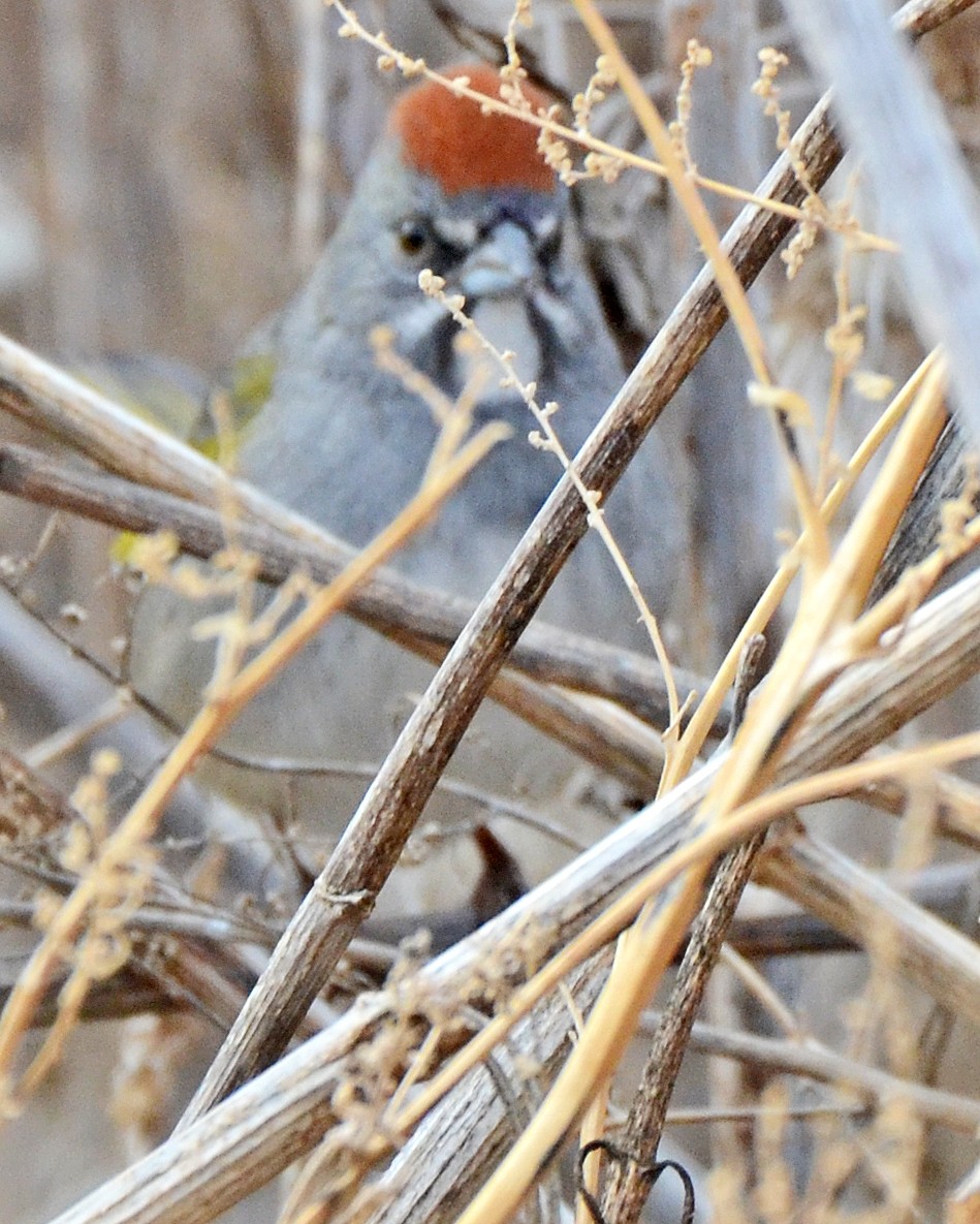 Green-tailed Towhee - ML126851301