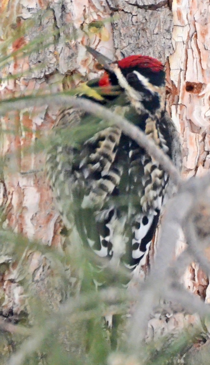 Yellow-bellied Sapsucker - ML126851341