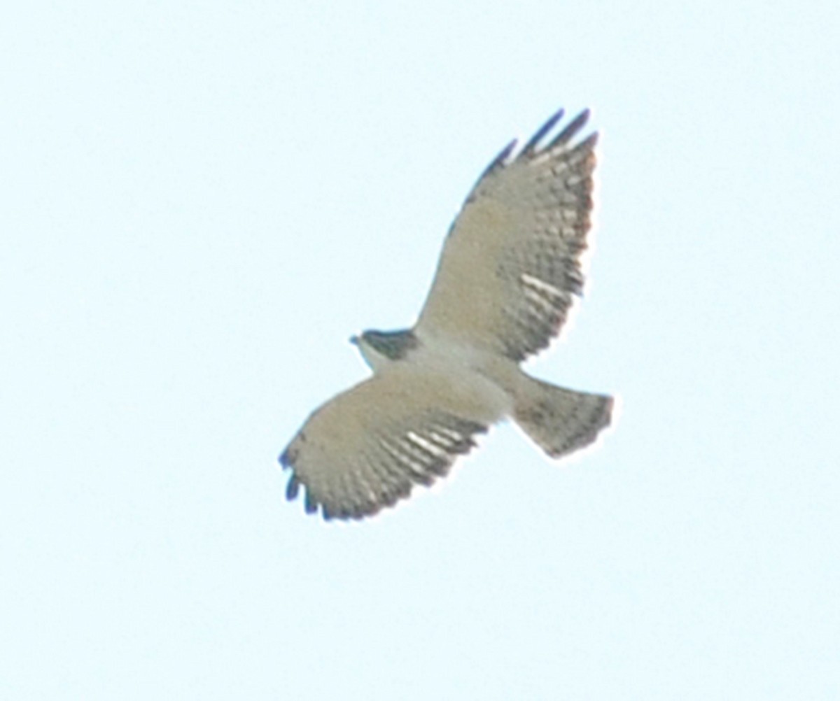 Short-tailed Hawk - ML126852611