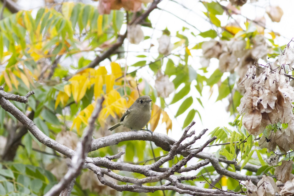 Hutton's Vireo - Nathan French