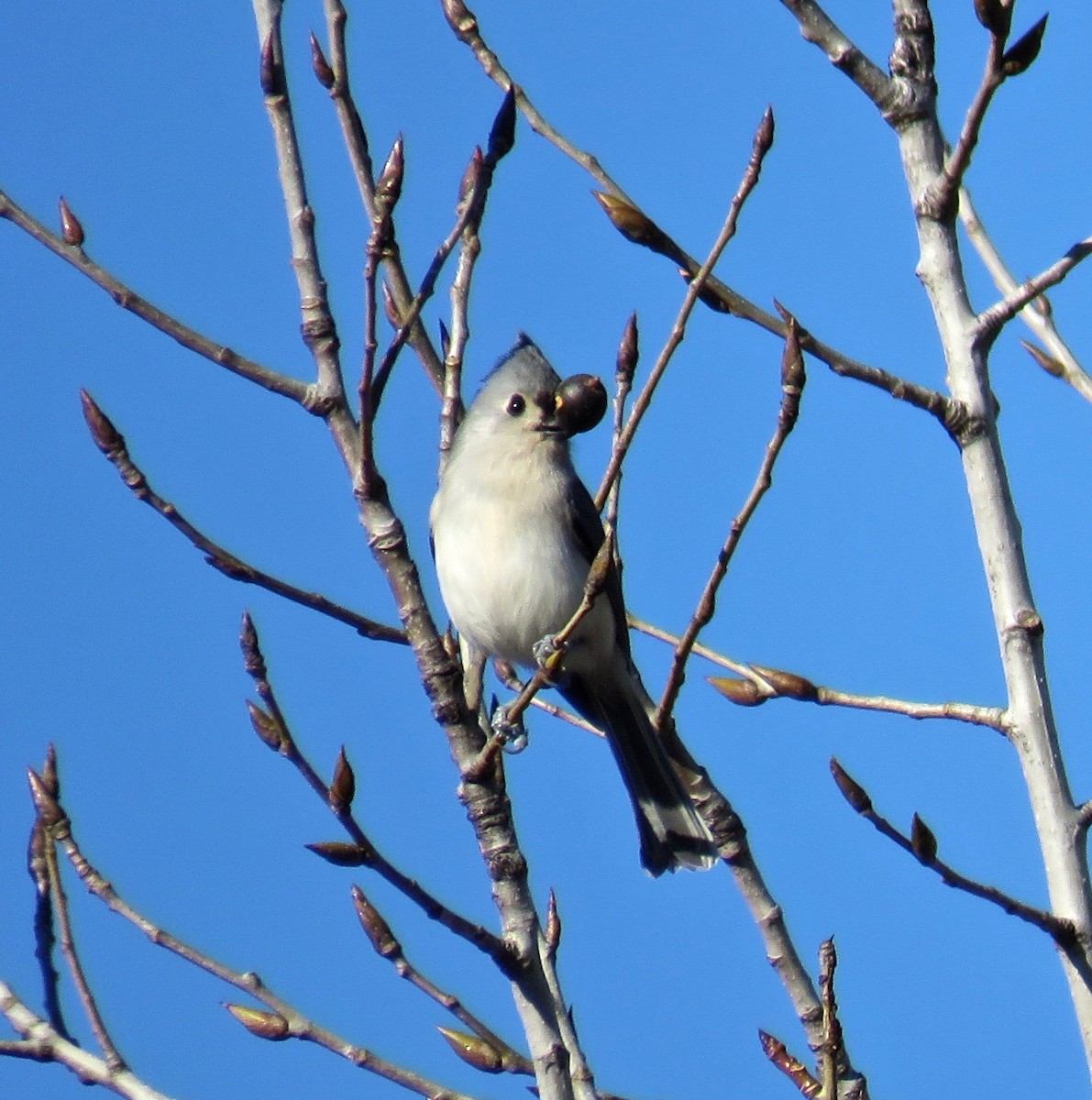 Tufted Titmouse - ML126854361