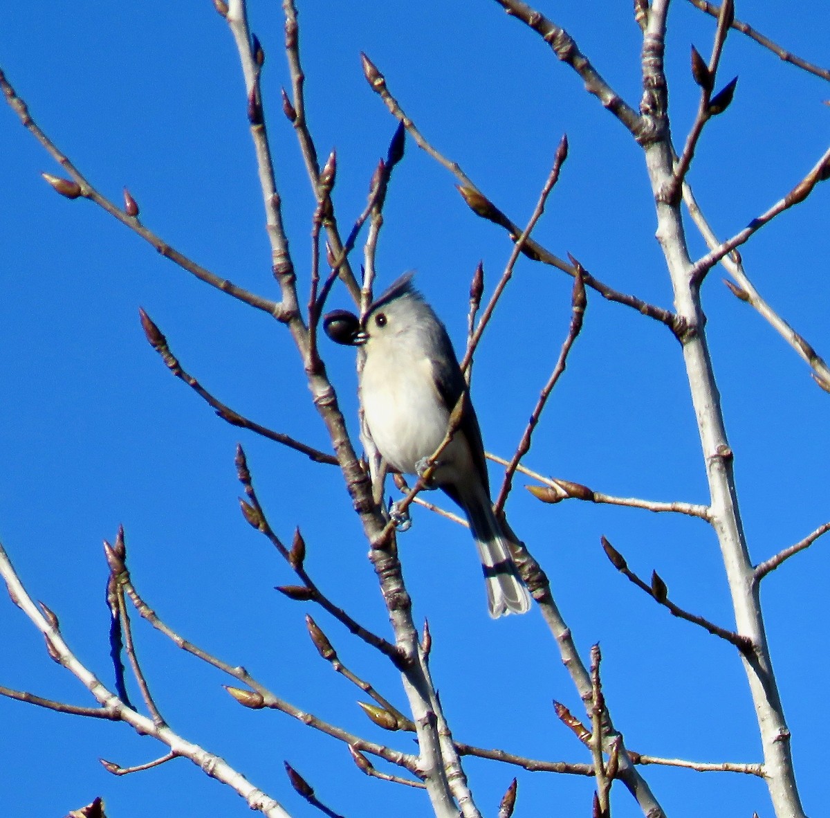 Tufted Titmouse - ML126854371