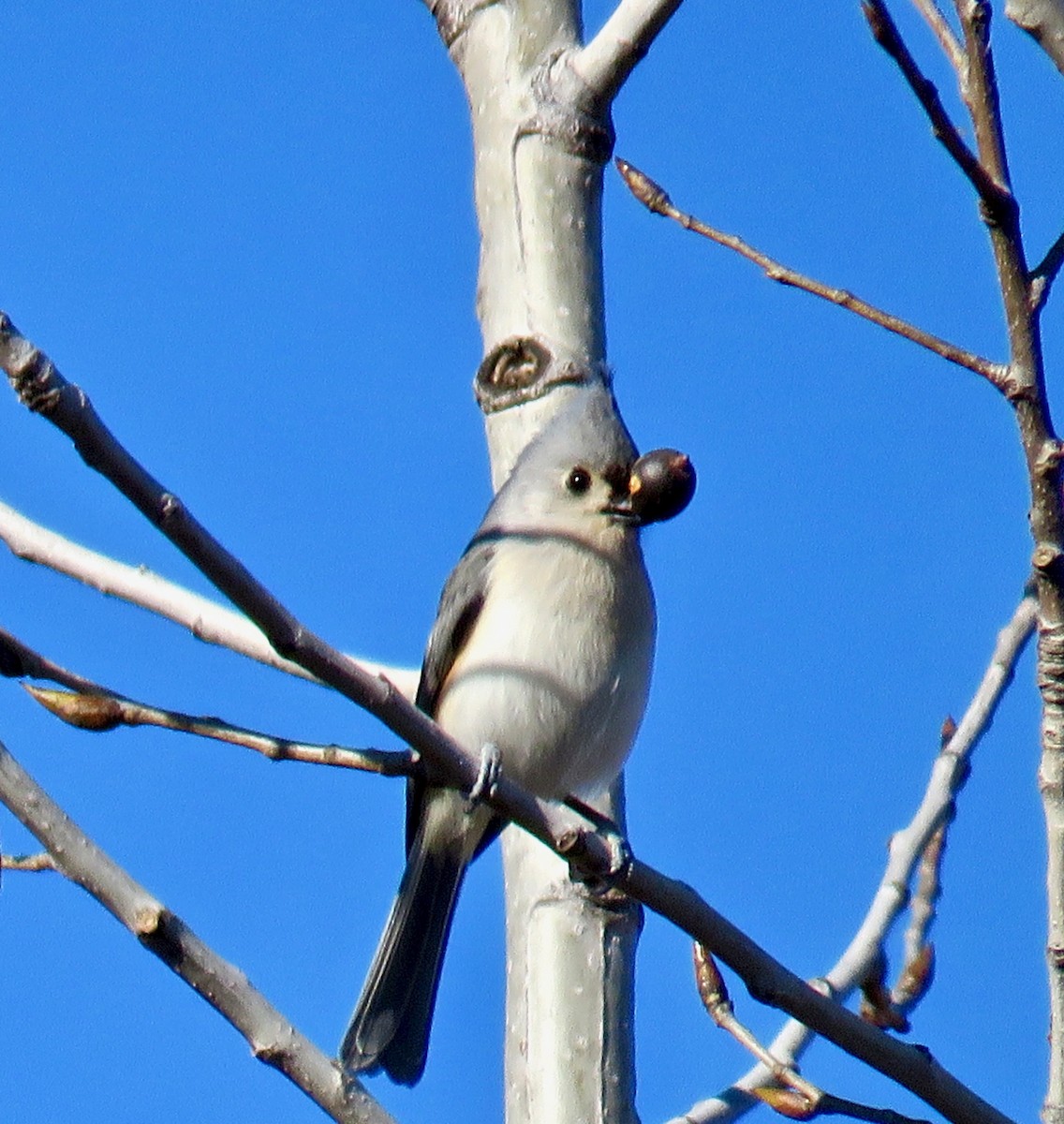 Mésange bicolore - ML126854381