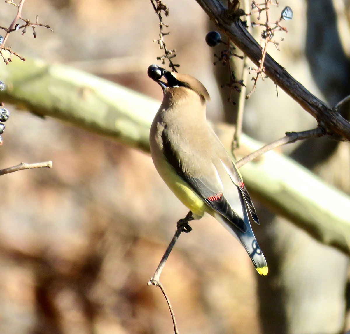 Cedar Waxwing - ML126854511