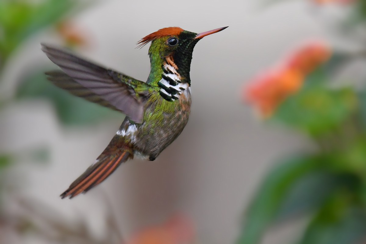 Frilled Coquette - Lev Frid | Rockjumper Birding
