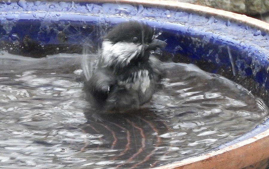 Black-capped Chickadee - ML126856151