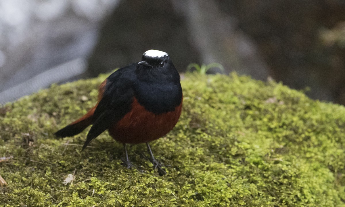 White-capped Redstart - ML126856491