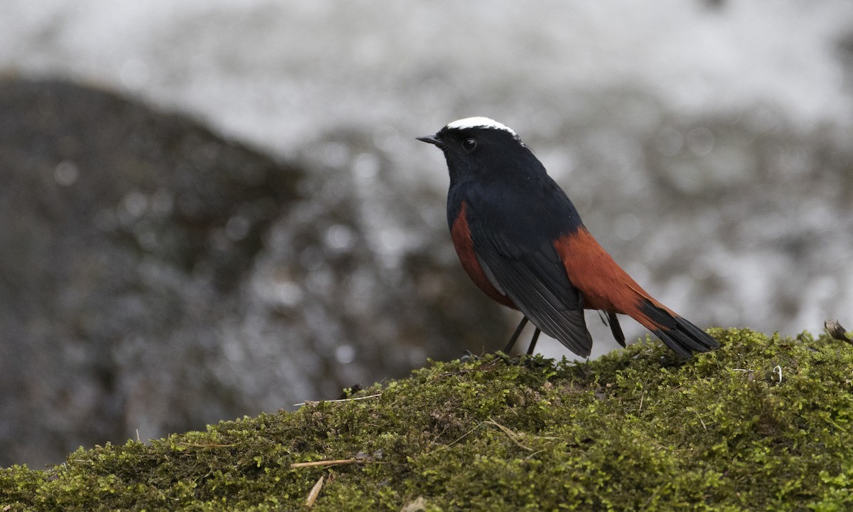 White-capped Redstart - ML126856511