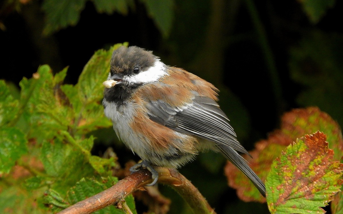 Chestnut-backed Chickadee - ML126856831